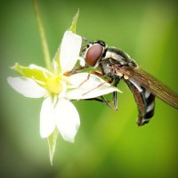 /album/tanglinisom/photolia-a02-jpg/